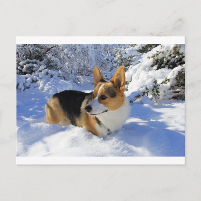 Welsh Corgi Snow Day Postcard (Front)