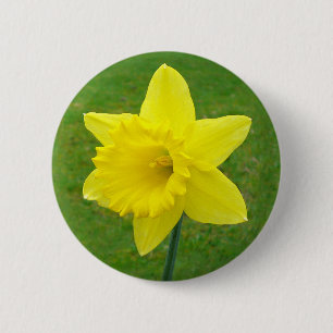 Welsh Daffodil 6 Cm Round Badge