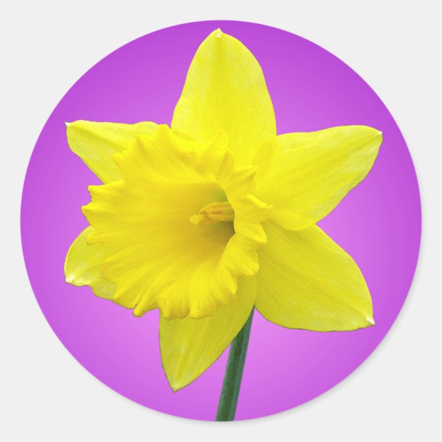 Welsh Daffodil - III Classic Round Sticker (Front)