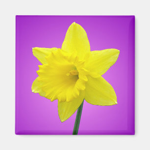 Welsh Daffodil - III Magnet