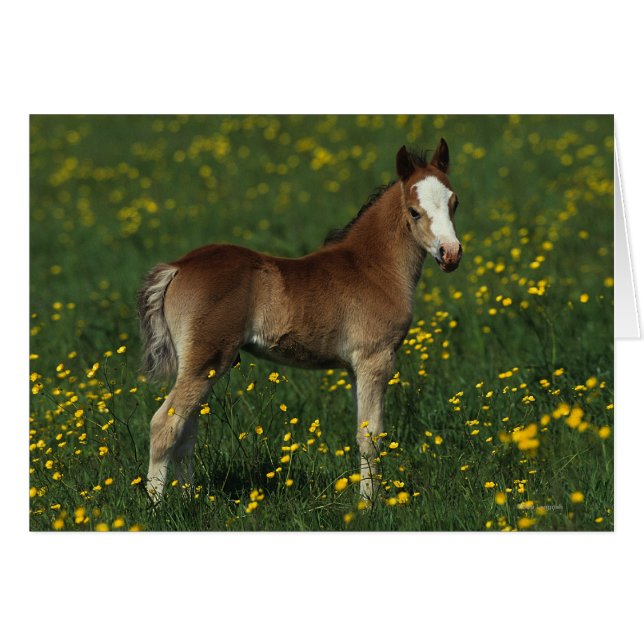 Welsh Foal (Front Horizontal)