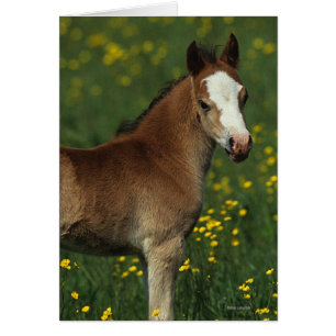 Welsh Foal