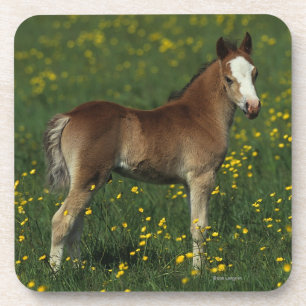 Welsh Foal Coaster