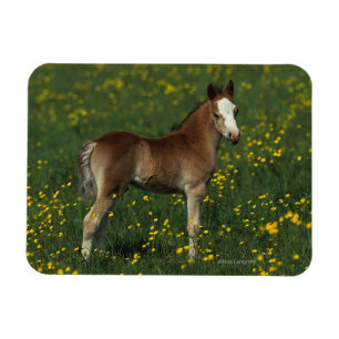 Welsh Foal Magnet