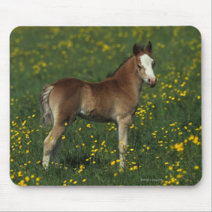 Welsh Foal Mouse Pad