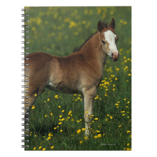 Welsh Foal Notebook