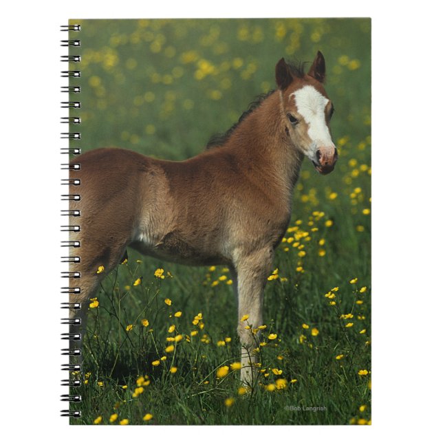 Welsh Foal Notebook (Front)