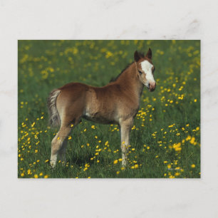 Welsh Foal Postcard