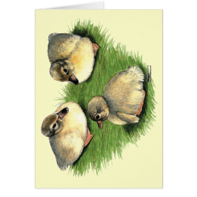 Welsh Harlequin Ducklings (Front)