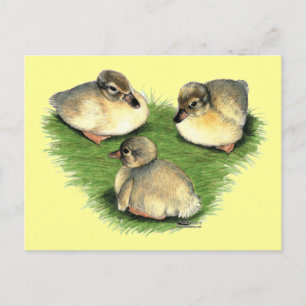 Welsh Harlequin Ducklings Postcard