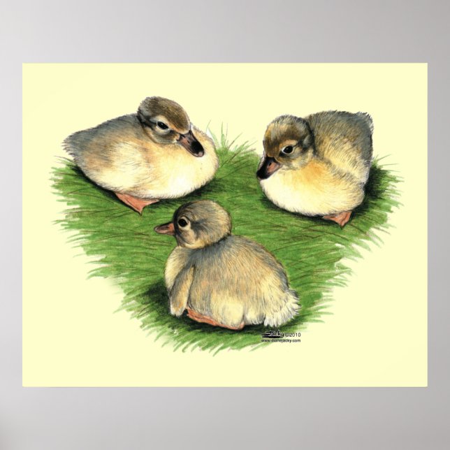 Welsh Harlequin Ducklings Poster (Front)