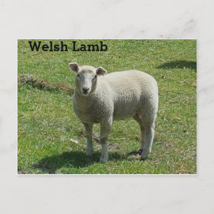 Welsh Lamb Postcard