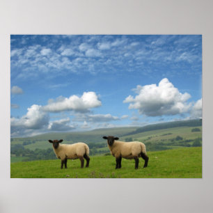Welsh Lambs Poster