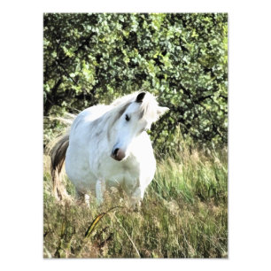 WELSH MOUNTAIN PONY PHOTO PRINT