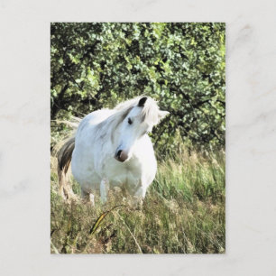WELSH MOUNTAIN PONY POSTCARD