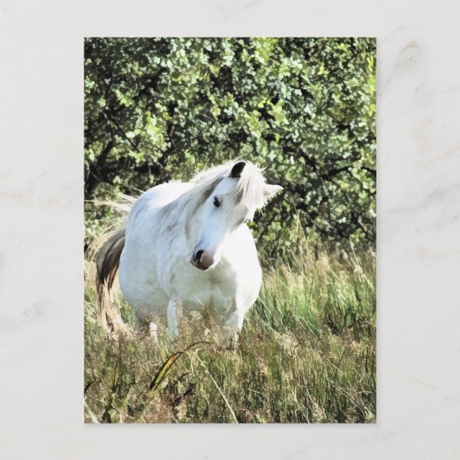 WELSH MOUNTAIN PONY POSTCARD (Front)