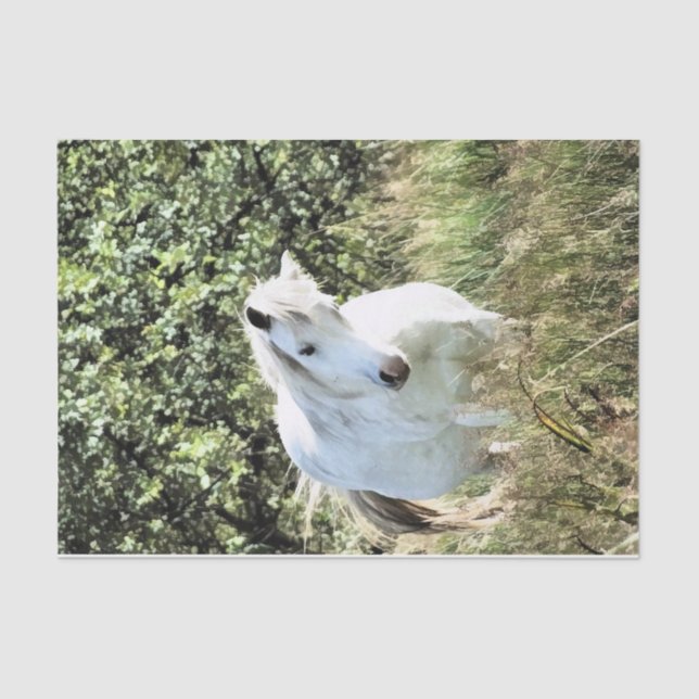 WELSH MOUNTAIN PONY TISSUE PAPER (Front)