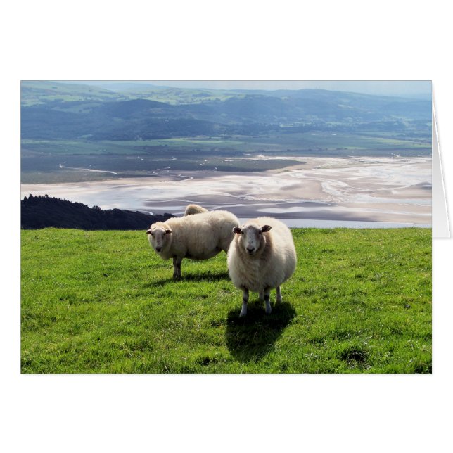 WELSH MOUNTAIN SHEEP CARD (Front Horizontal)