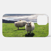 WELSH MOUNTAIN SHEEP