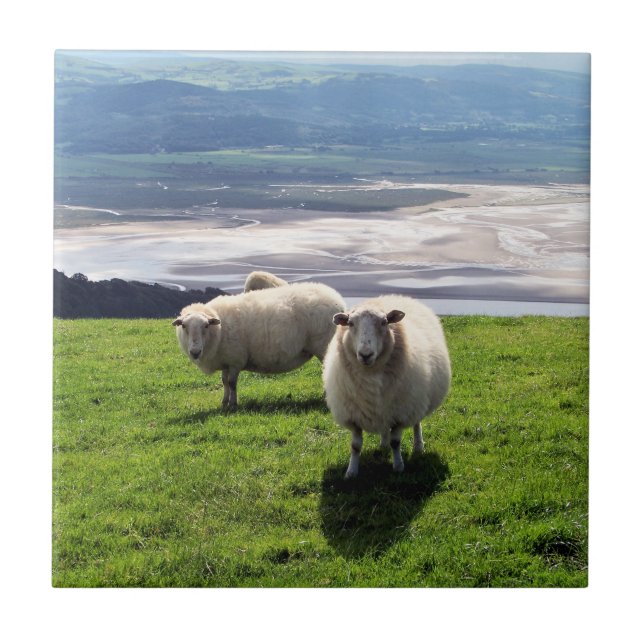 WELSH MOUNTAIN SHEEP CERAMIC TILE (Front)