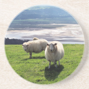 WELSH MOUNTAIN SHEEP COASTER