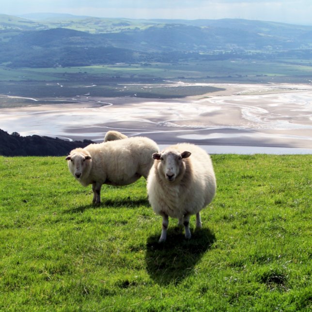 WELSH MOUNTAIN SHEEP iPhone CASE (Creator Uploaded)