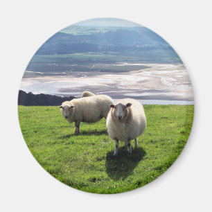 WELSH MOUNTAIN SHEEP MAGNET
