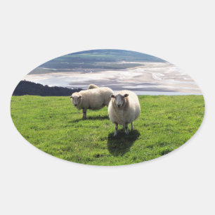 WELSH MOUNTAIN SHEEP OVAL STICKER