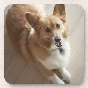 Welsh Pembroke corgi dog lying on wood floor. Coaster