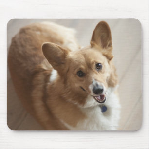 Welsh Pembroke corgi dog lying on wood floor. Mouse Pad