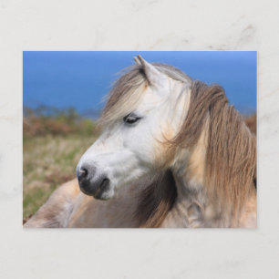 Welsh Pony Postcard