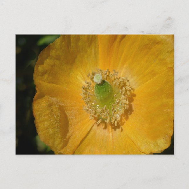 Welsh Poppy Macro Postcard (Front)