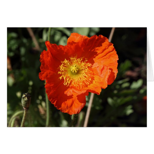 Welsh Poppy (Orange) (Front Horizontal)