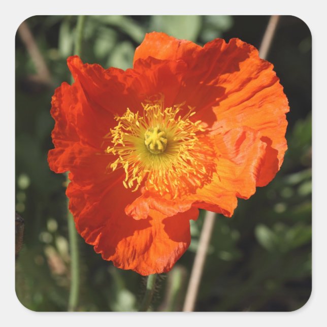 Welsh Poppy (Orange) Square Sticker (Front)