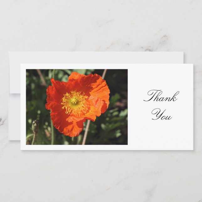 Welsh Poppy (Orange) - Thank You Card (Front)