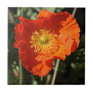Welsh Poppy (Orange) Tile