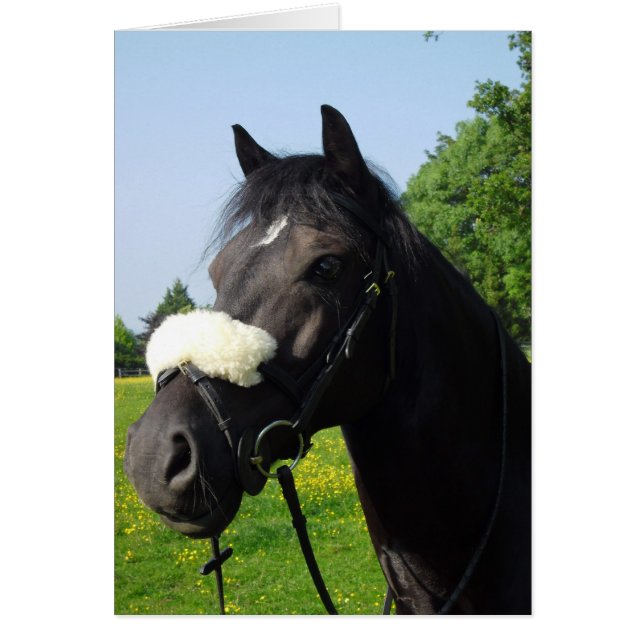 Welsh Section D (Front)