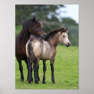 Welsh Section D Mare and Foal Standing Poster