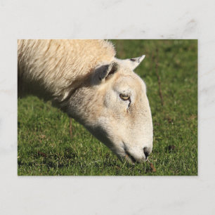 Welsh Sheep Postcard