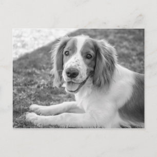 Welsh Springer Spaniel - Black & White Postcard