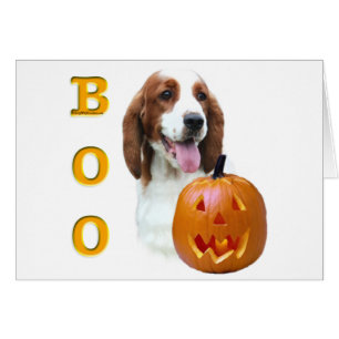 Welsh Springer Spaniel Boo