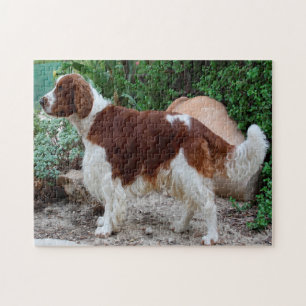Welsh Springer Spaniel Dog Jigsaws. Jigsaw Puzzle