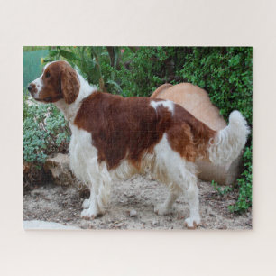 Welsh Springer Spaniel Dog Jigsaws. Jigsaw Puzzle