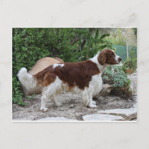 Welsh_Springer_Spaniel_full Postcard
