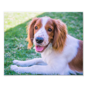 Welsh Springer Spaniel   Photo Print