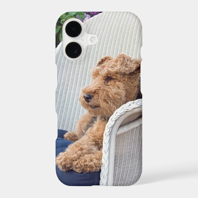 Welsh Terrier (Back)