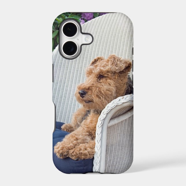 Welsh Terrier (Back)