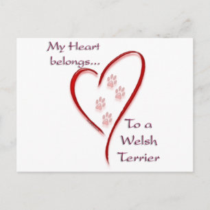 Welsh Terrier Heart Belongs Postcard
