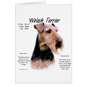 Welsh Terrier History; About Welsh Terriers