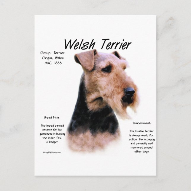 Welsh Terrier History; About Welsh Terriers Postcard (Front)
